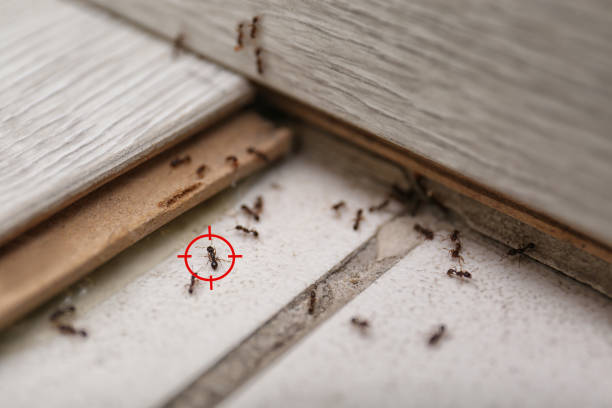Wasp Removal Services in Bethel Park, PA