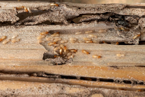 Best Residential Pest Control  in Bethel Rk, PA